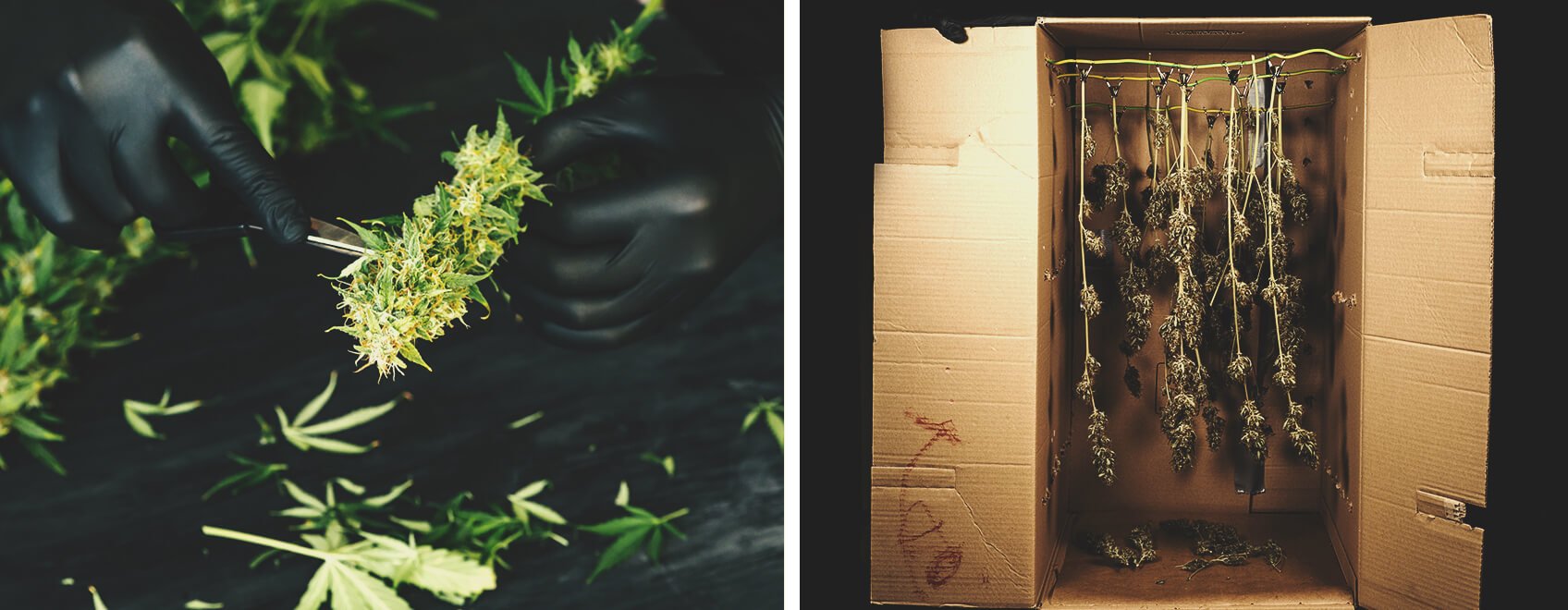 Stoner alert: beschimmelde cannabis Stoner alert: beschimmelde cannabis