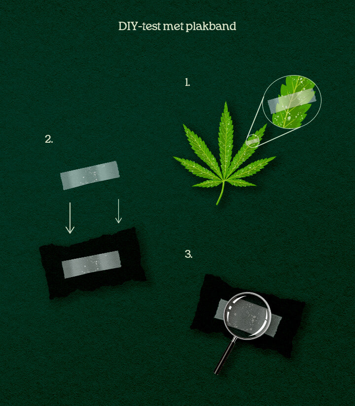 Een illustratie van een DIY tape-lift proces op cannabisbladeren voor bevestiging van plagen of schimmel.