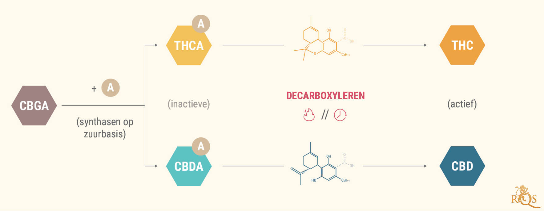 Wat Zijn Cannabinoïde-zuren? Wat Zijn Cannabinoïde-zuren?