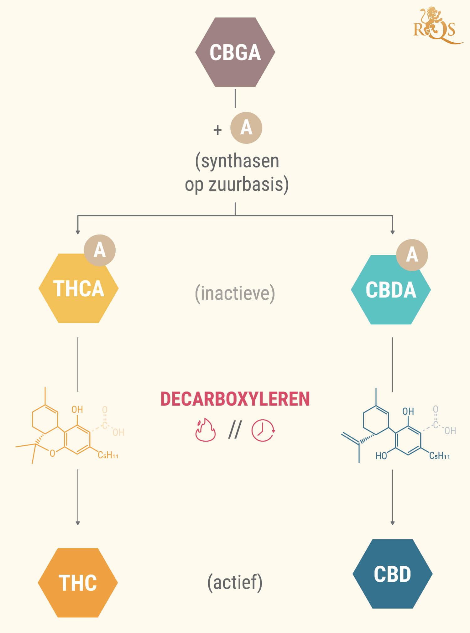 Wat Zijn Cannabinoïde-zuren? Wat Zijn Cannabinoïde-zuren?