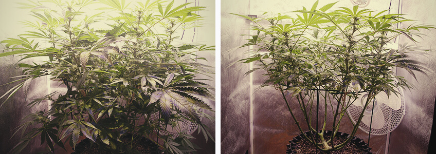 Ontbladering van cannabisplanten in de bloeifase