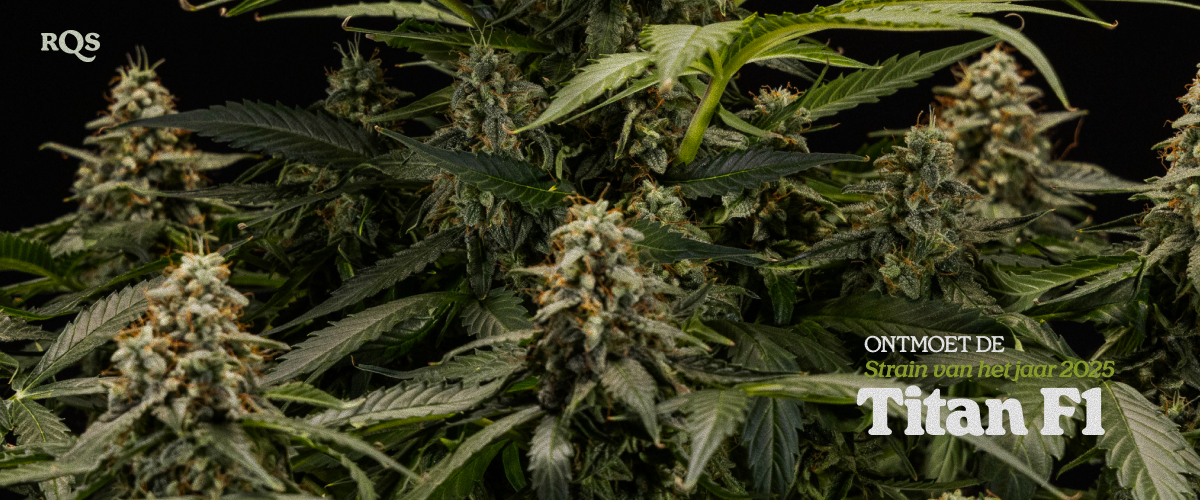 Titan F1 – Strain of the Year 2025 | Hoogproductieve cannabis-hybride van RQS Titan F1 cannabisplant met dichte, harsbedekte toppen, bekroonde hybride soort Strain of the Year 2025 van RQS