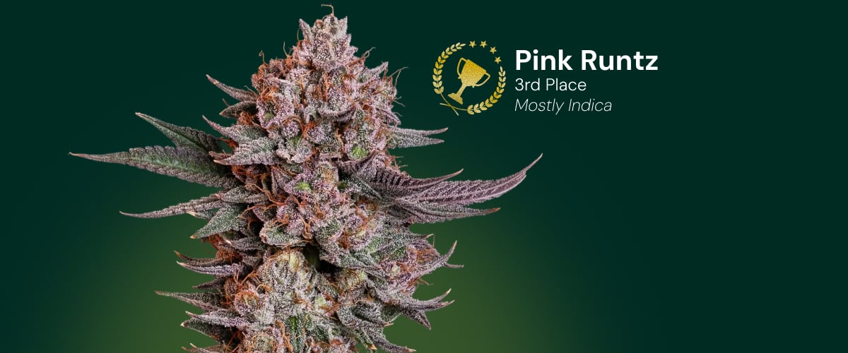 Pink Runtz cannabisbloem, winnaar van de 3e plaats, mostly indica