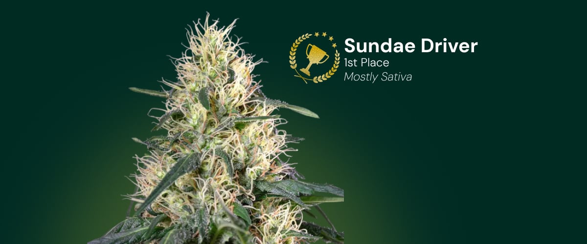 Sundae Driver cannabisbloem, winnaar van de 1e plaats, mostly sativa
