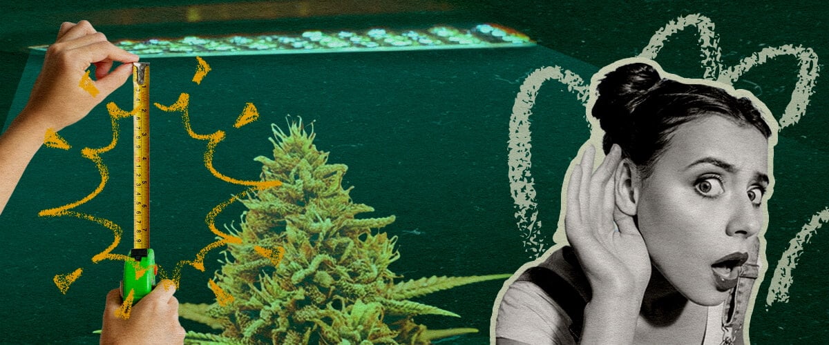 LED-Lichtafstand per Groeifase: Lichtopstelling Afbeelding Cannabisplant met LED-groeilicht en meetlint, toont de optimale lichtafstand per groeifase op een donkergroene achtergrond, ideaal voor cannabis kweekgidsen.