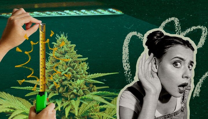 LED-Lichtafstand per Groeifase: Lichtopstelling Afbeelding Cannabisplant met LED-groeilicht en meetlint, toont de optimale lichtafstand per groeifase op een donkergroene achtergrond, ideaal voor cannabis kweekgidsen.
