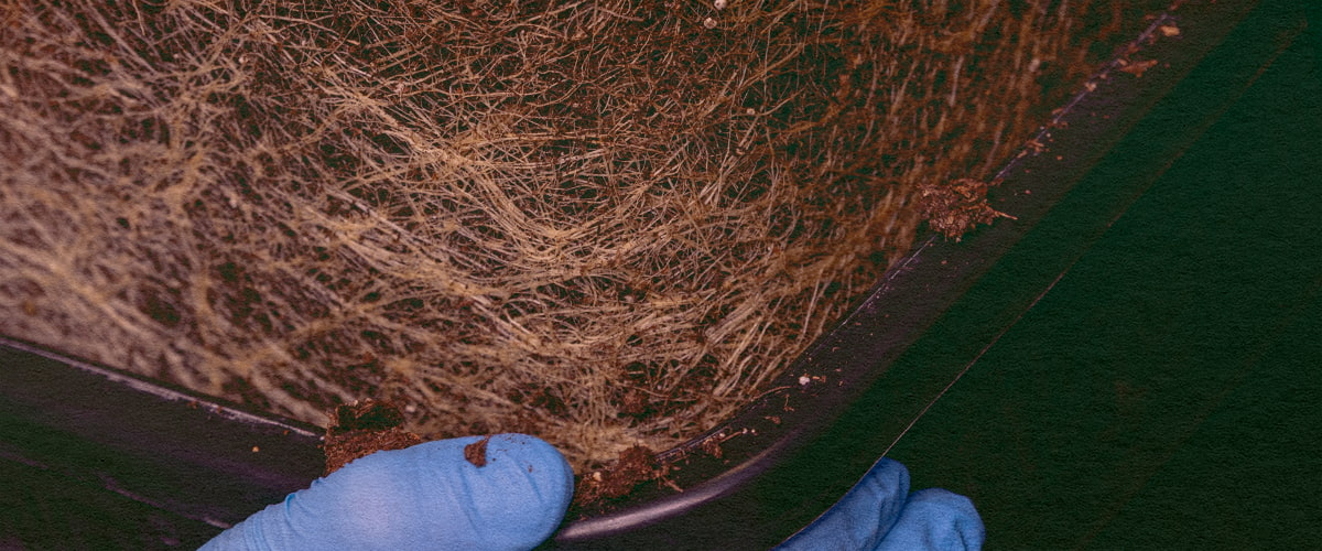 Bevatten Cannabiswortels Cannabinoïden: Ontwortelde Plant Afbeelding Cannabisplant wordt ontworteld, toont wortels om cannabinoïden en terpenen te onderzoeken op een donkergroene achtergrond, ideaal voor cannabis chemie gidsen.
