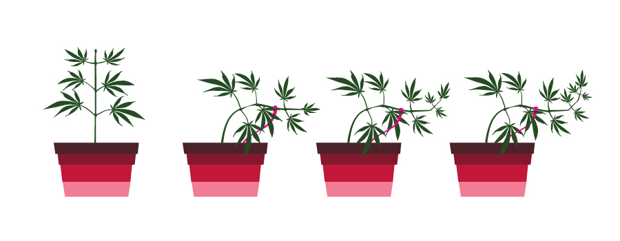 TECHNIEK DIE JE CANNABISPLANTEN LST TECHNIEK DIE JE CANNABISPLANTEN LST