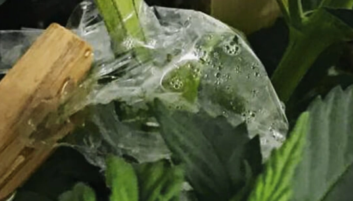 Cannabisenting bedekt met transparante folie om de luchtvochtigheid rond de verbinding van de stengel te behouden.