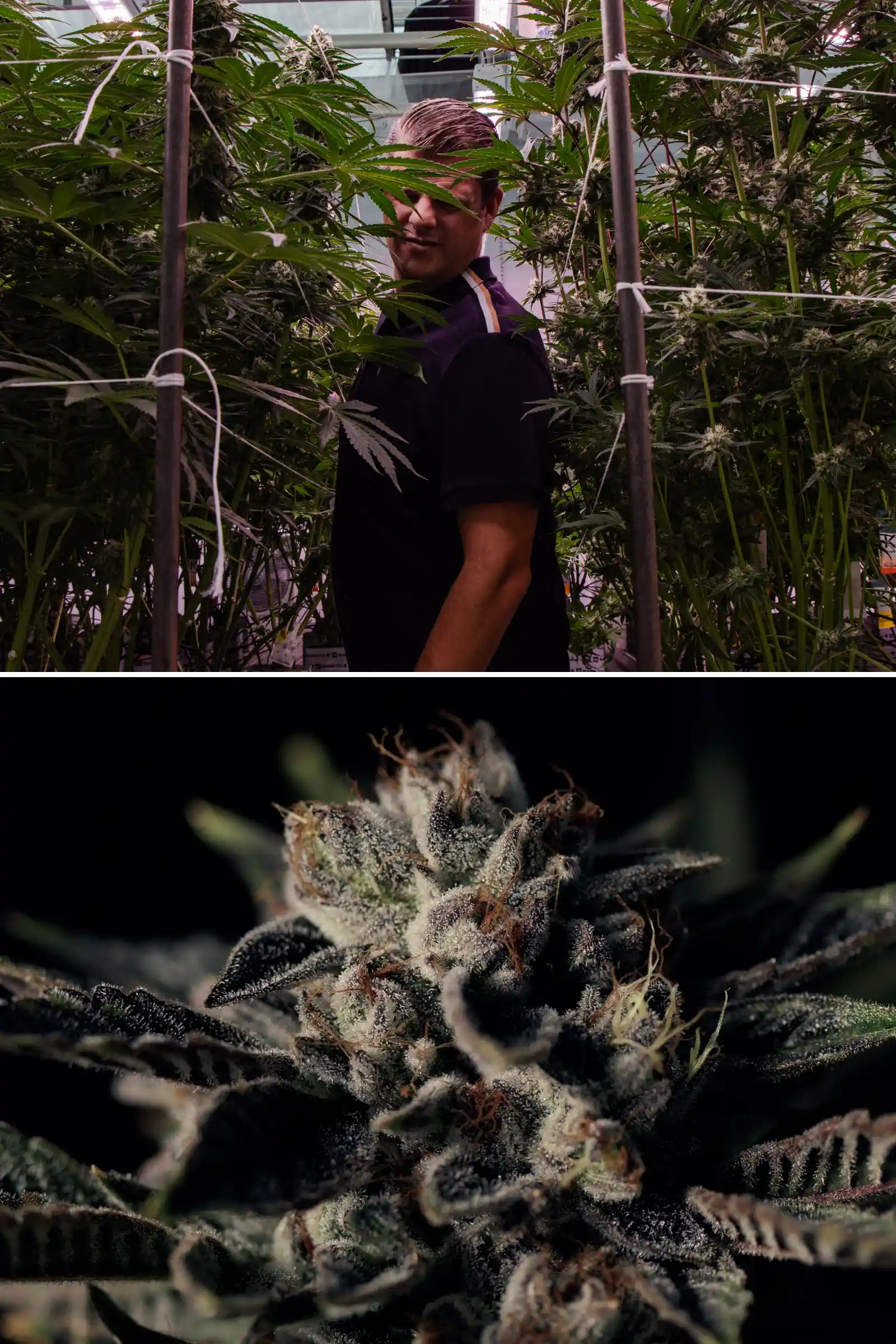 Maikel staat tussen hoge fotoperiode F1-hybride cannabisplanten naast een close-up van een frosty harsrijke bloem, met rijpe toppen, trichomen en omstandigheden voor een breedingproef.