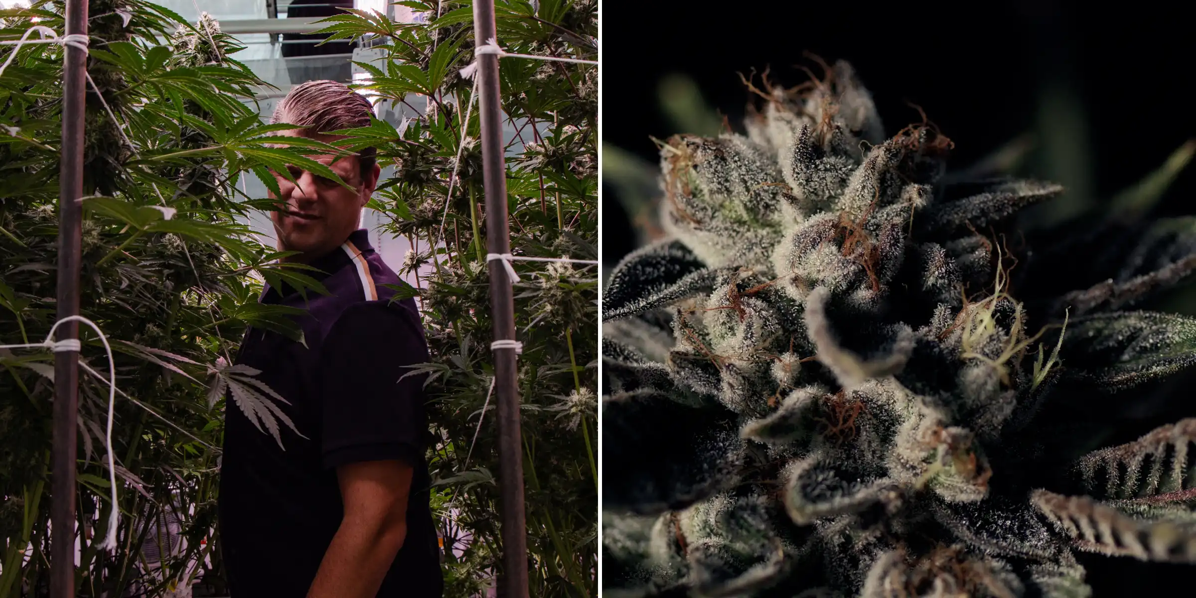Maikel staat tussen hoge fotoperiode F1-hybride cannabisplanten naast een close-up van een frosty harsrijke bloem, met rijpe toppen, trichomen en omstandigheden voor een breedingproef.