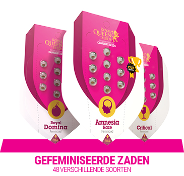 gefeminiseerde-cannabis-zaden