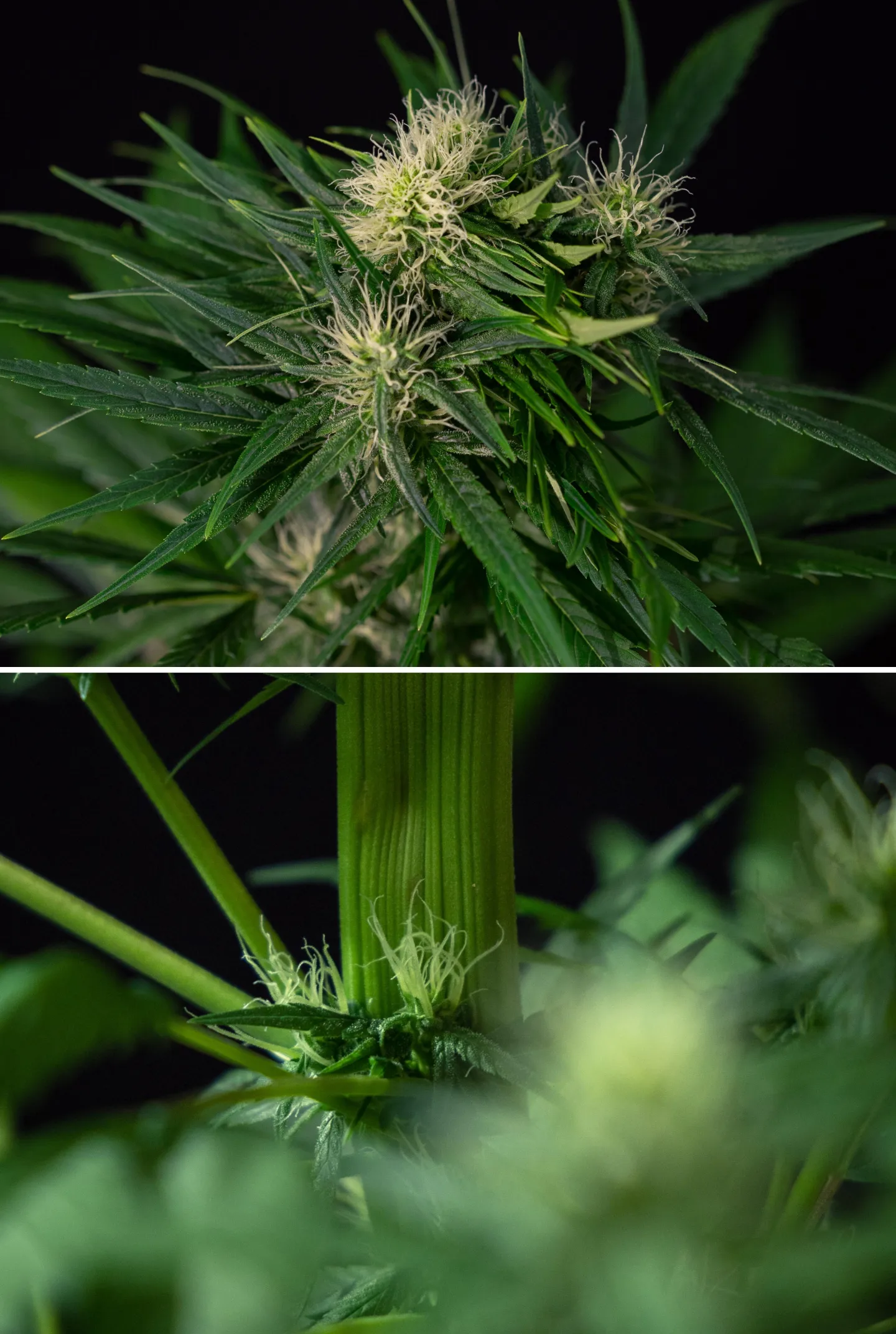 Close-up van een fasciatiemutatie bij cannabis, met abnormale afgeplatte stengelgroei en gegroepeerde bloeiplekken met witte stampers, als voorbeeld van een van de meest voorkomende cannabismutaties.