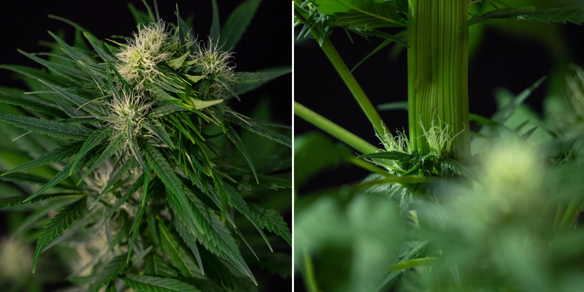 Close-up van een fasciatiemutatie bij cannabis, met abnormale afgeplatte stengelgroei en gegroepeerde bloeiplekken met witte stampers, als voorbeeld van een van de meest voorkomende cannabismutaties.