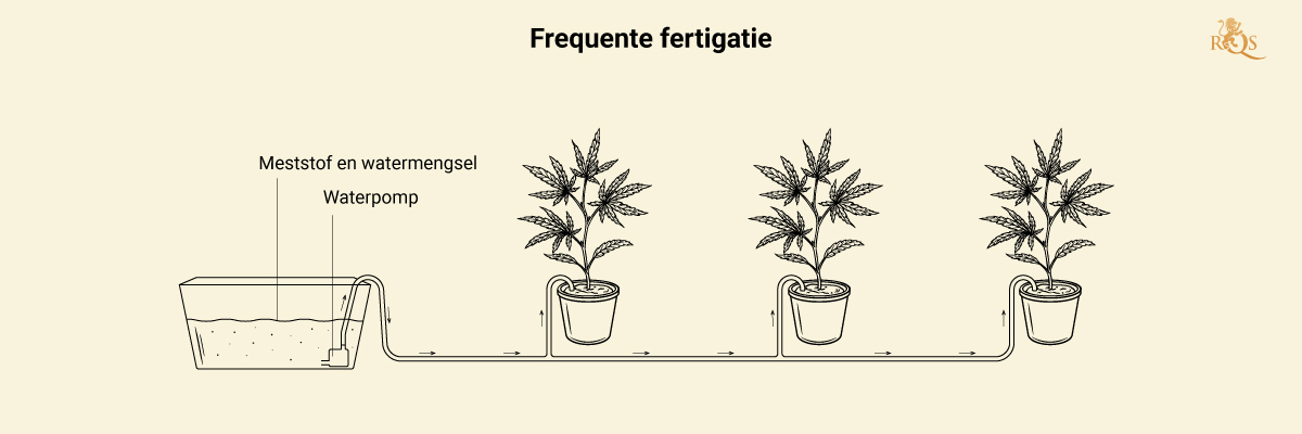 Fertigation in Cannabis