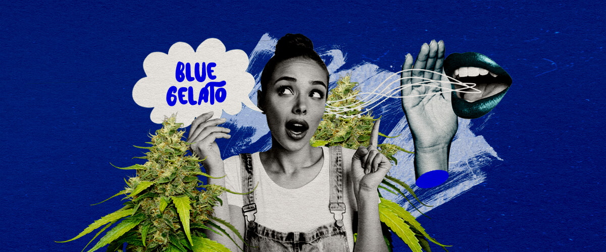 Eindgedachten en Aanbevelingen van Blue Gelato Cannabis Gids Een illustratie van een Blue Gelato cannabisbloem met paarse tinten, omringd door een serene sfeer, tegen een groene achtergrond, die eindgedachten en kweekaanbevelingen voor de stam biedt.