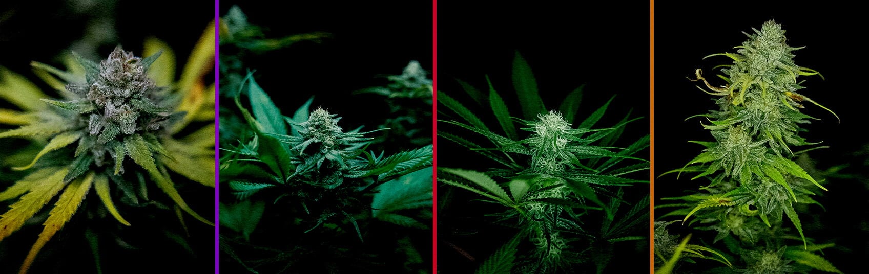 Bloei Fase van Royal AK Cannabis Kweekgids Een illustratie van een Royal AK cannabisplant in de bloeifase, met dichte toppen en trichomen tegen een groene achtergrond, die kwekers begeleidt in het optimaliseren van het bloeiproces.