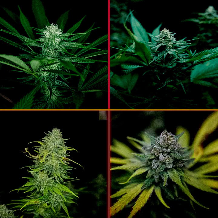 Bloei Fase van Royal AK Cannabis Kweekgids Een illustratie van een Royal AK cannabisplant in de bloeifase, met dichte toppen en trichomen tegen een groene achtergrond, die kwekers begeleidt in het optimaliseren van het bloeiproces.