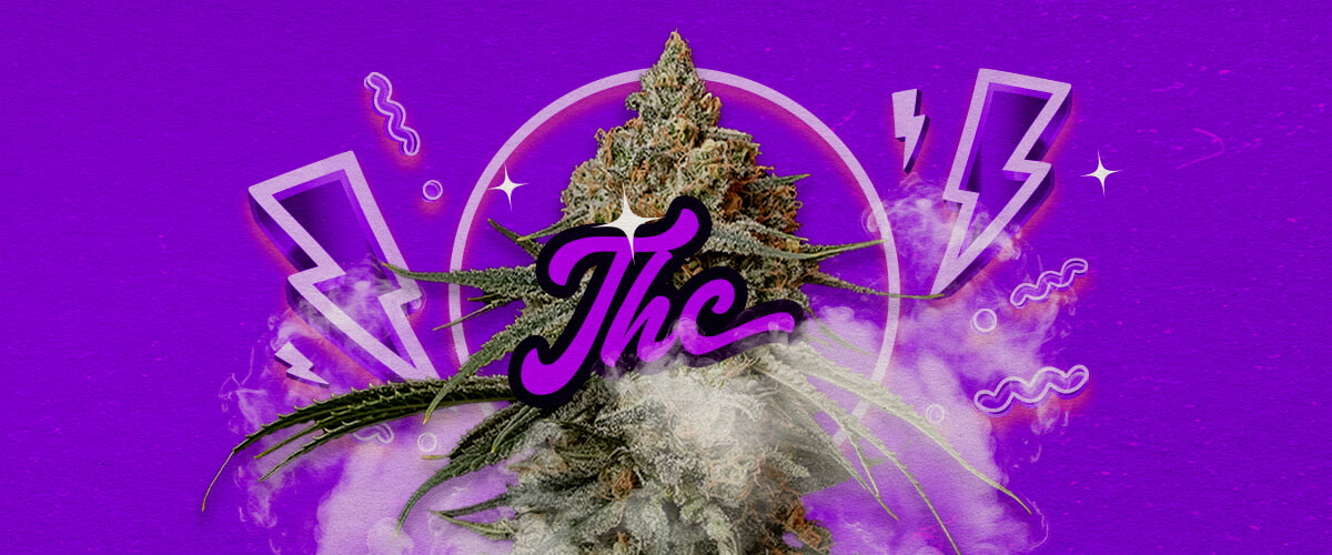 Granddaddy Purple Effecten en THC-Niveau Gids Een illustratie van Granddaddy Purple cannabisbloemen met diepe paarse tinten, die krachtige ontspannende effecten en een THC-niveau van ongeveer 17-23% aangeven, tegen een groene achtergrond.