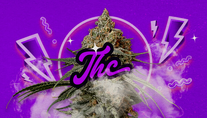 Granddaddy Purple Effecten en THC-Niveau Gids Een illustratie van Granddaddy Purple cannabisbloemen met diepe paarse tinten, die krachtige ontspannende effecten en een THC-niveau van ongeveer 17-23% aangeven, tegen een groene achtergrond.
