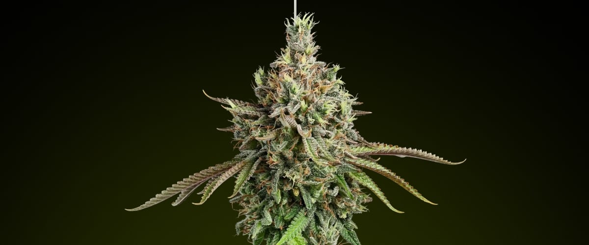 Girl Scout Cookies – Beste soort voor gebalanceerde edible-effecten Girl Scout Cookies cannabisbud met ijzige trichomen en aardse tinten, bekend om haar zoete smaak en gebalanceerde hybride effecten, ideaal voor rijke edibles
