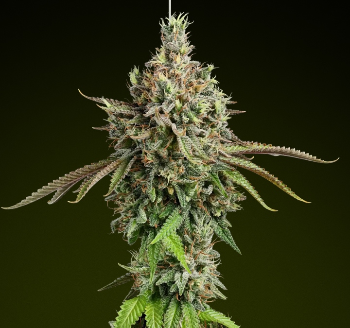 Girl Scout Cookies – Beste soort voor gebalanceerde edible-effecten Girl Scout Cookies cannabisbud met ijzige trichomen en aardse tinten, bekend om haar zoete smaak en gebalanceerde hybride effecten, ideaal voor rijke edibles