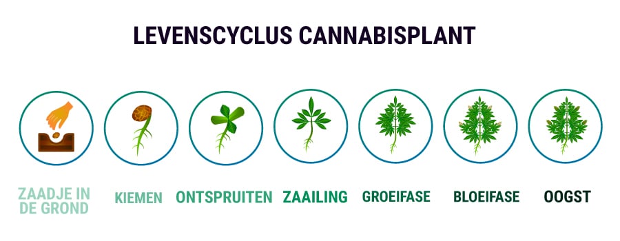 LEVENSCYCLUS CANNABISPLANT