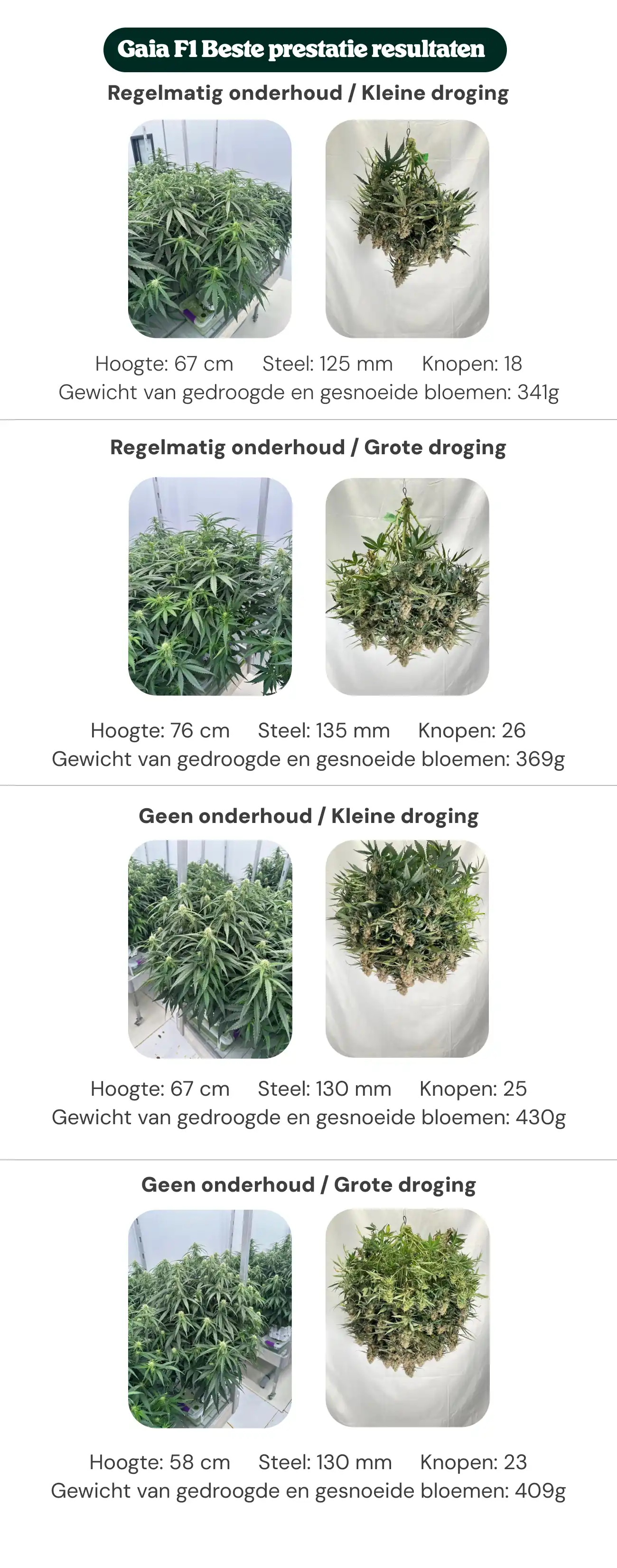 Beste opbrengsten van Gaia F1: vergelijking van onderhoud en dryback Overzicht van Gaia F1-resultaten met behandelingen met regulier onderhoud en geen onderhoud, met kleine en grote dryback, waarbij planthoogte, stamdiameter, aantal nodes en droog getrimd bloemgewicht worden vergeleken.