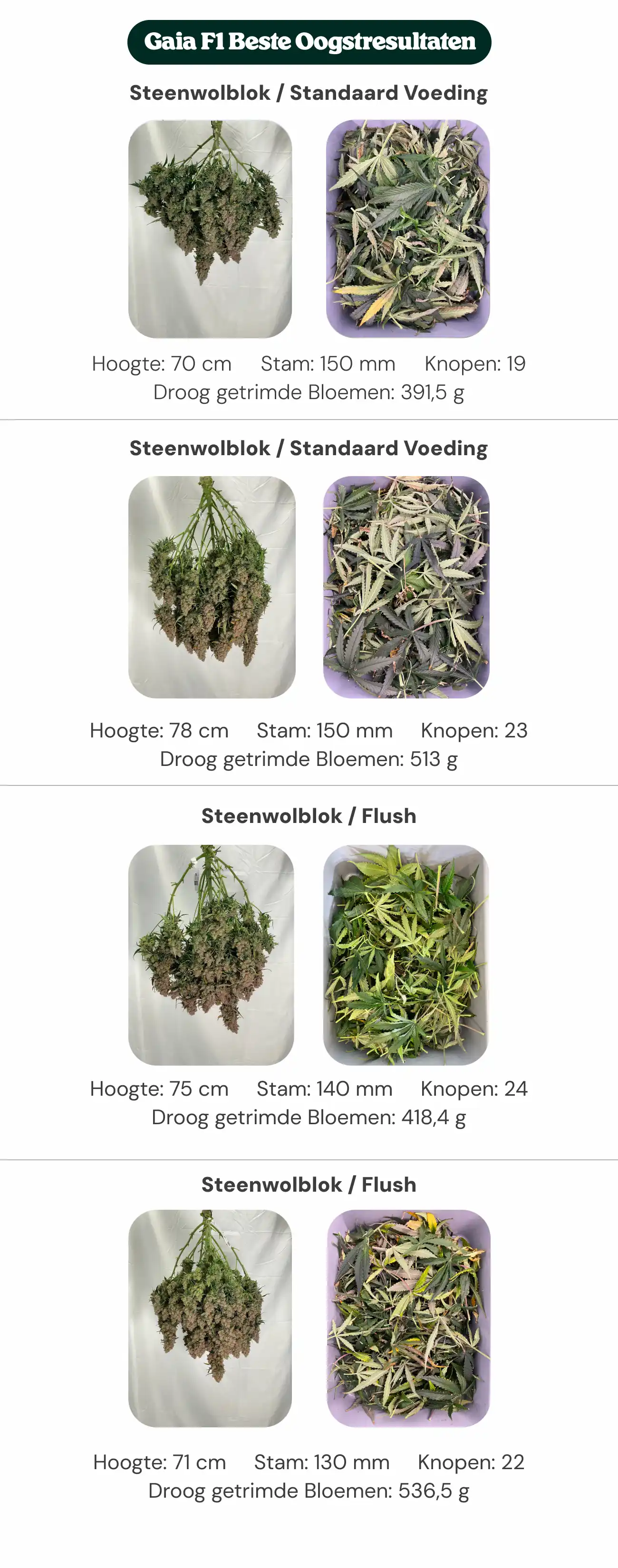 Beste opbrengsten van Gaia F1: vergelijking van blok en voeding Overzicht van Gaia F1-resultaten waarin standaardblok- en nieuwe generatie blokbehandelingen worden vergeleken met standaardvoeding en flush, met planthoogte, stamdiameter, aantal nodes en droog getrimd bloemgewicht.