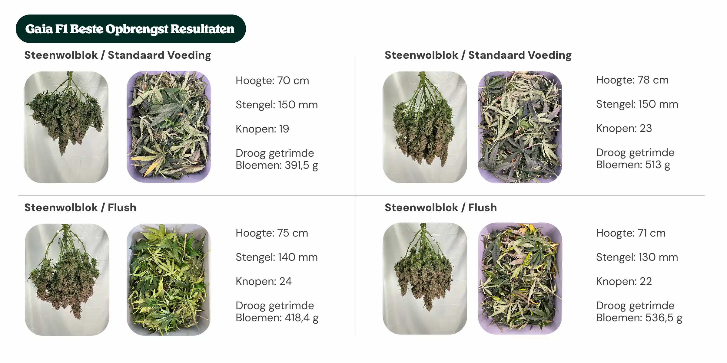 Beste opbrengsten van Gaia F1: vergelijking van blok en voeding Overzicht van Gaia F1-resultaten waarin standaardblok- en nieuwe generatie blokbehandelingen worden vergeleken met standaardvoeding en flush, met planthoogte, stamdiameter, aantal nodes en droog getrimd bloemgewicht.