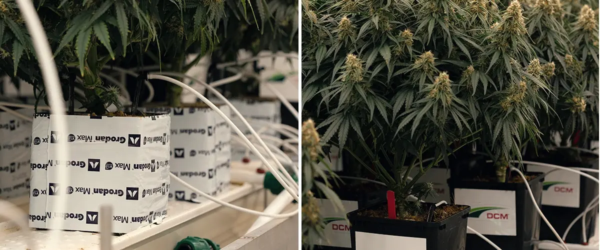 Test met laag watergehalte in cannabisteelt Gecontroleerde droogteproef die de reactie van Gaia F1 op waterstress en cannabinoïdeveranderingen test.