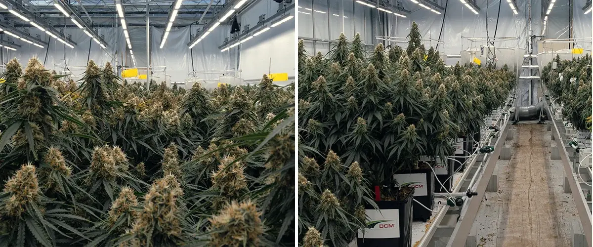 Gaia F1 hybride cannabistest bij onderzoekscentrum Vertify Gecontroleerde proef met Gaia F1 hybride cannabis die substraten, irrigatie en groeiprestaties onder identieke omstandigheden test.