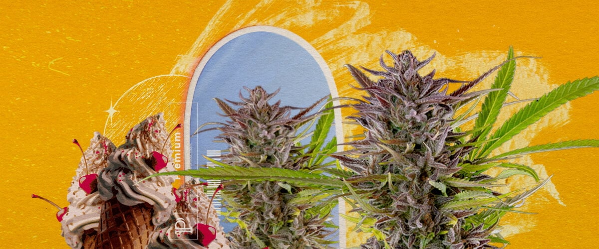 Hoe kweek je Gelato-wietplanten? Een illustratie van cannabisbloemen met een ijsje en een blauwe boog, tegen een gele achtergrond, die het uiterlijk en de kweekinformatie van de Gelato soort verkent.