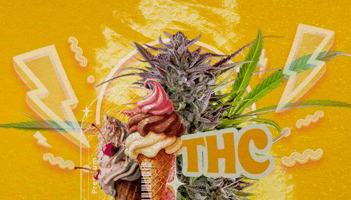 Gelato: THC-percentage en sterkte Een illustratie van een cannabisbloem met