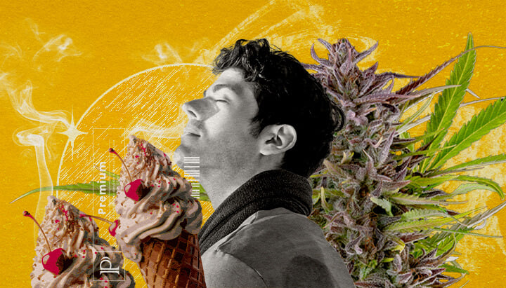 Gelato: aroma's, smaak en terpenenprofiel Een illustratie van een man met gesloten ogen die rook inhaleert, omringd door een cannabisbloem en twee ijsjes met kersen, tegen een levendige gele achtergrond met abstracte rookeffecten, die visueel het smaak- en geurprofiel van de Gelato soort cannabis verkent.