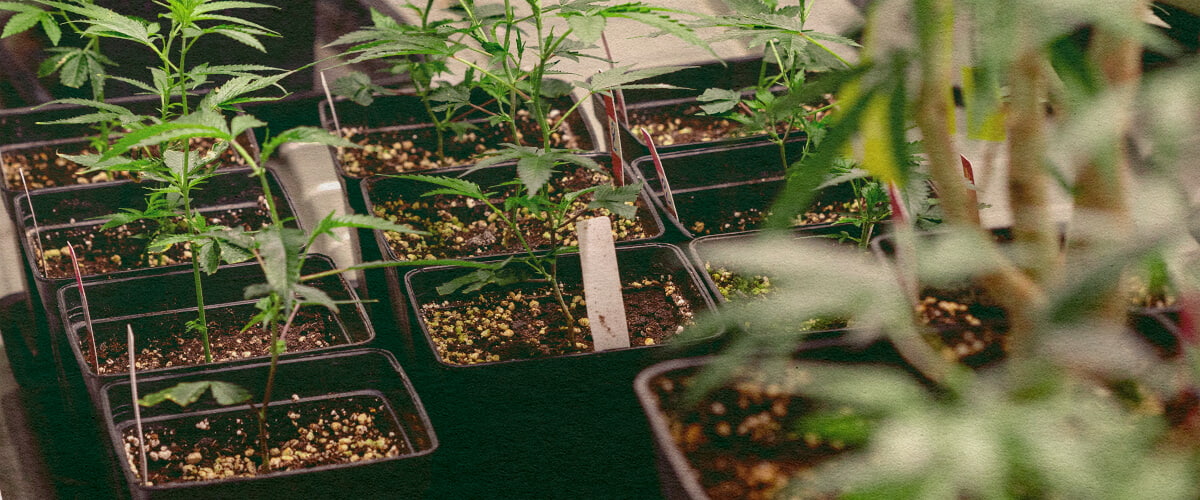 Genotype vs Fenotype: Cannabisplanten in Potten Cannabisplanten in zwarte potten met aarde, tonen genetische kenmerken voor genotype vs fenotype vergelijking, ideaal voor cannabisteelt onderwijs.