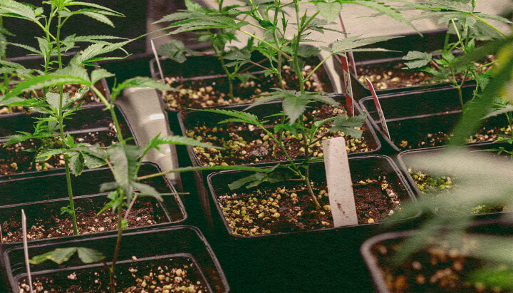 Genotype vs Fenotype: Cannabisplanten in Potten Cannabisplanten in zwarte potten met aarde, tonen genetische kenmerken voor genotype vs fenotype vergelijking, ideaal voor cannabisteelt onderwijs.
