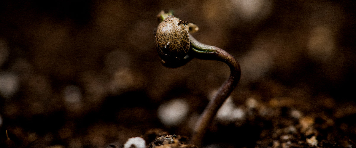 Close-up van een ontkiemend Wedding Cake cannabiszaad in warme, vochtige grond bij 22–25 °C.