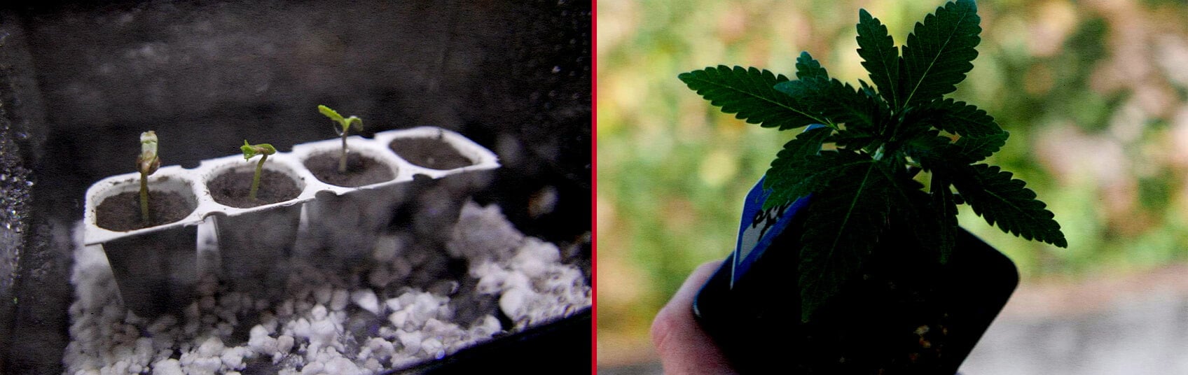 Ontkieming van Royal AK Zaden Cannabis Kweekgids Een illustratie van Royal AK zaden die in water weken met een kiemende zaailing, tegen een groene achtergrond, die het ontkiemingsproces van de Royal AK cannabisstam laat zien.