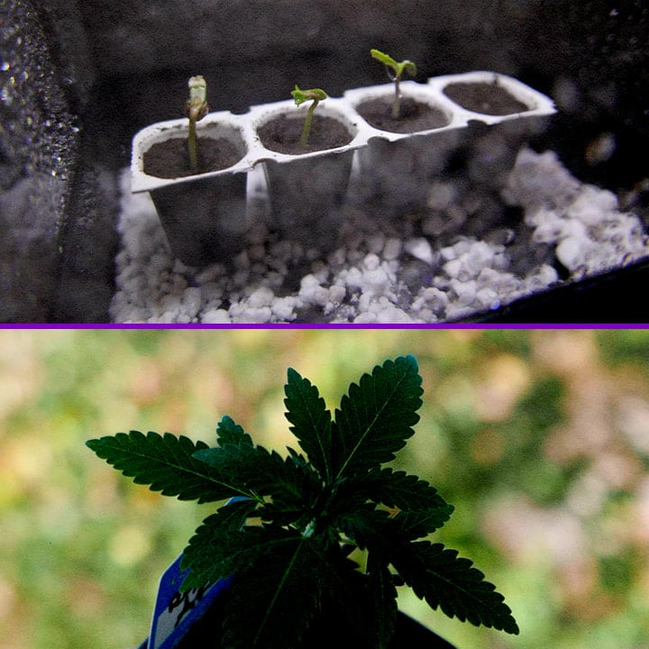 Ontkieming van Royal AK Zaden Cannabis Kweekgids Een illustratie van Royal AK zaden die in water weken met een kiemende zaailing, tegen een groene achtergrond, die het ontkiemingsproces van de Royal AK cannabisstam laat zien.