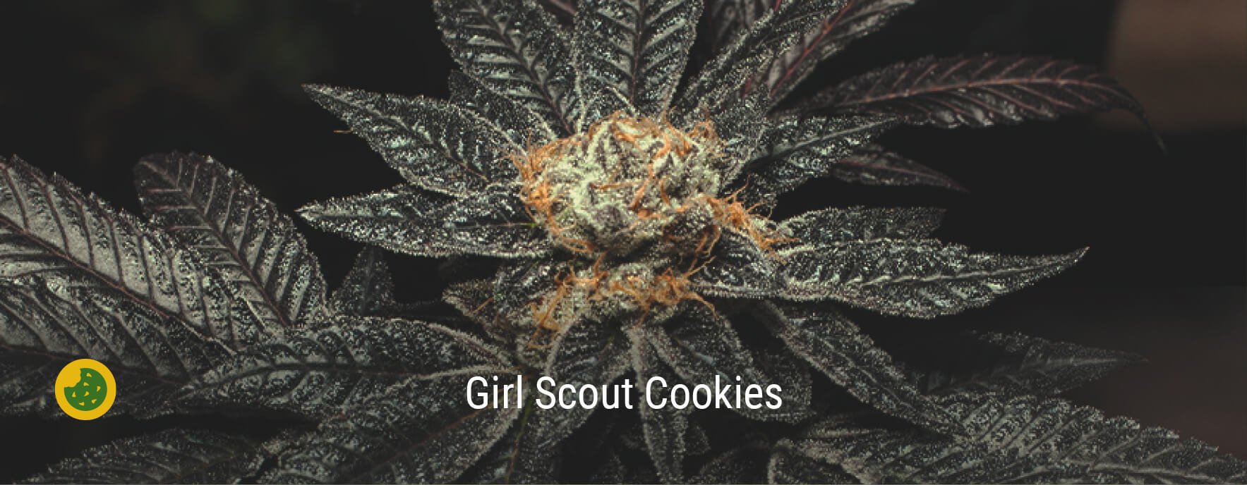 Girl Scout Cookies