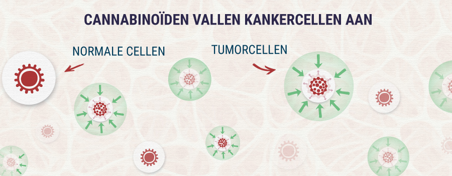 Cannabinoids-Targeting-Tumor-Cells