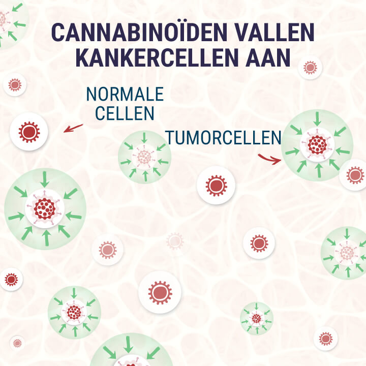 Cannabinoids-Targeting-Tumor-Cells