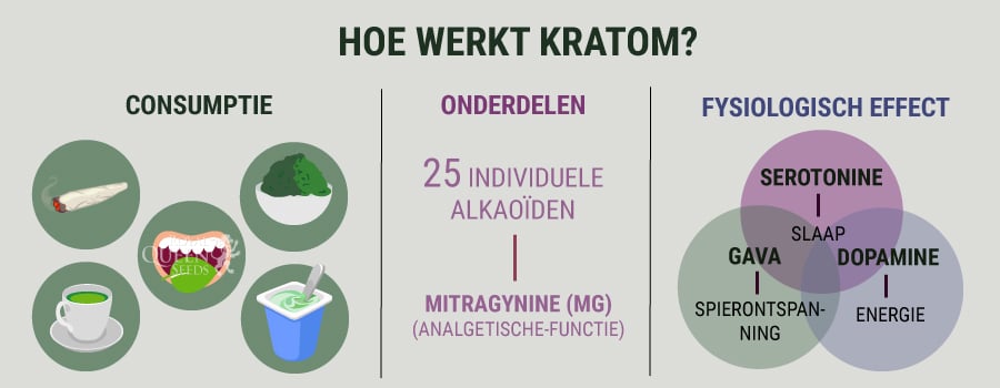 Hoe Werkt Kratom 