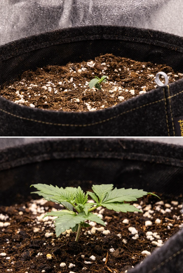 Granddaddy Purple Auto cannabiszaailing tijdens week 1, met vroege groei in een stoffen pot van 11 L na direct zaaien, open zaadlobben en de eerste echte bladeren in ontwikkeling.