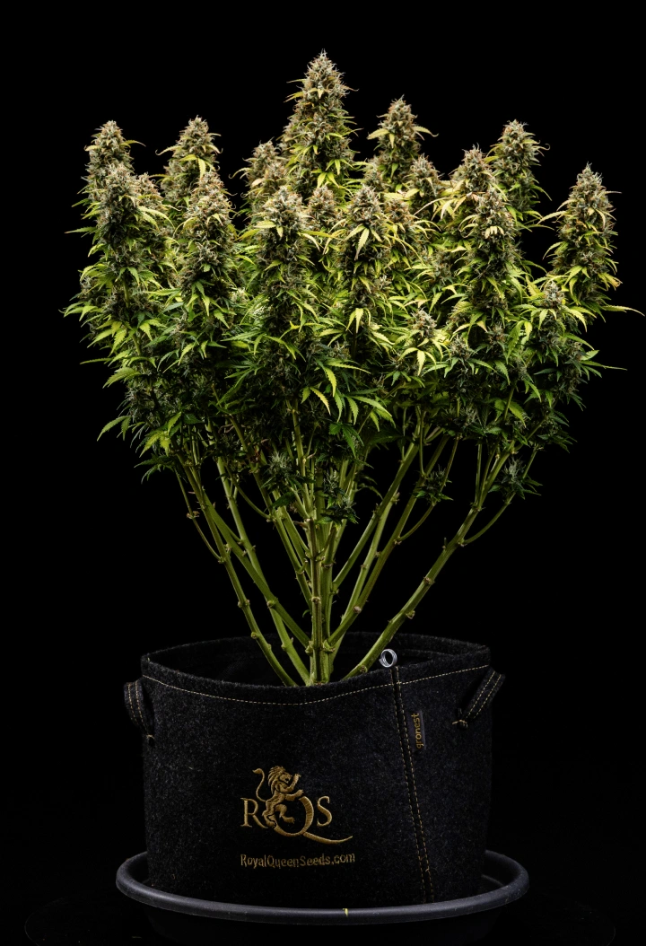 Granddaddy Purple Auto cannabisplant tijdens week 11, met keiharde trichoomrijke toppen, fruitige rijpe cola’s, diep herfstgele bladeren en bloemen klaar voor de oogst.