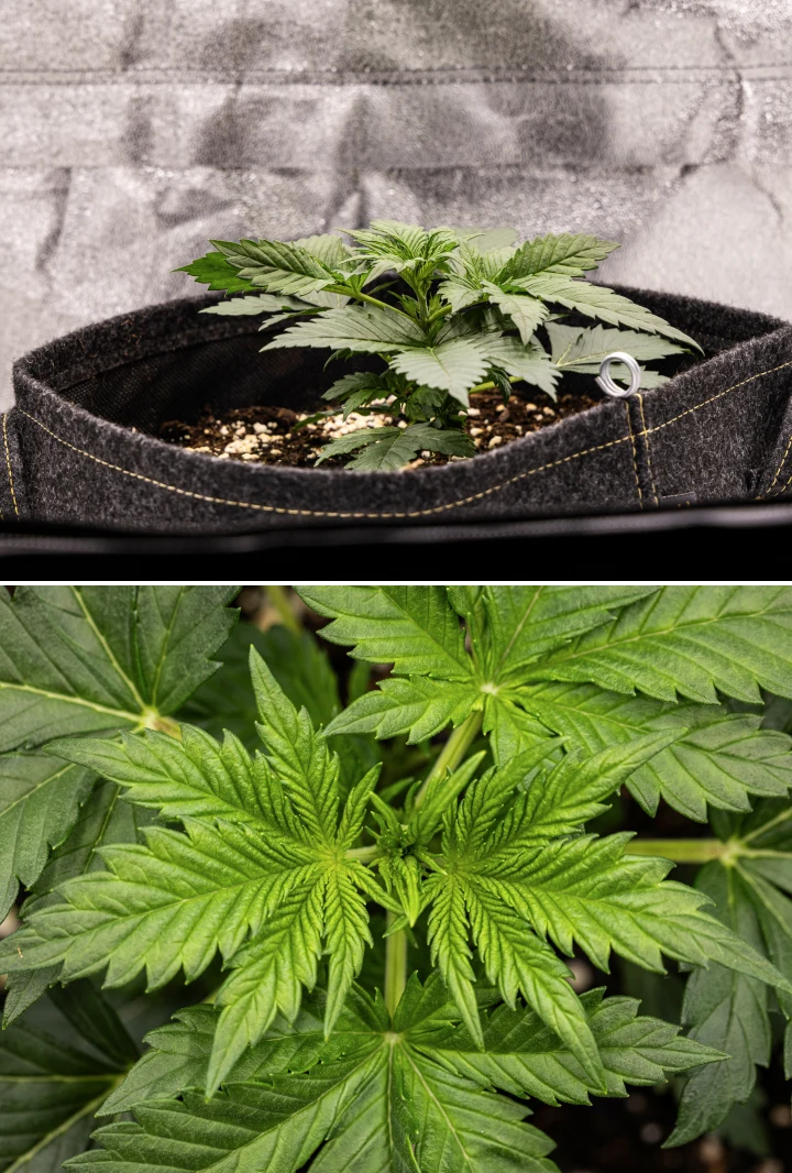 Granddaddy Purple Auto cannabisplant tijdens week 2, met sterkere vroege vegetatieve groei, nieuwe vertakking, gezonde groene bladeren en herstel van haar ongelijke zaailingstart.