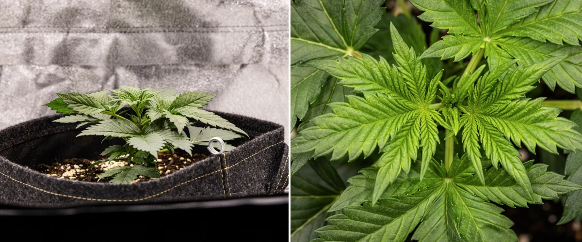 Granddaddy Purple Auto cannabisplant tijdens week 2, met sterkere vroege vegetatieve groei, nieuwe vertakking, gezonde groene bladeren en herstel van haar ongelijke zaailingstart.