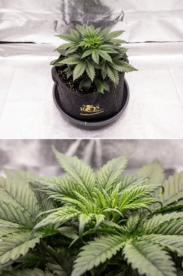 Granddaddy Purple Auto cannabisplant tijdens week 3, met gestage vegetatieve groei, een volle kroon van gezonde waaierbladeren en een gelijkmatige compacte structuur voordat de bloei begint.