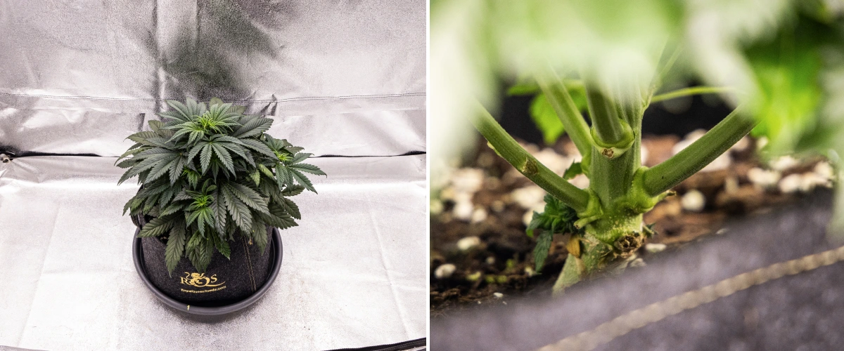 Granddaddy Purple Auto cannabisplant tijdens week 4, met een compacte donkergroene kroon, sterke stengelontwikkeling en de eerste witte stampers wanneer de bloei begint.